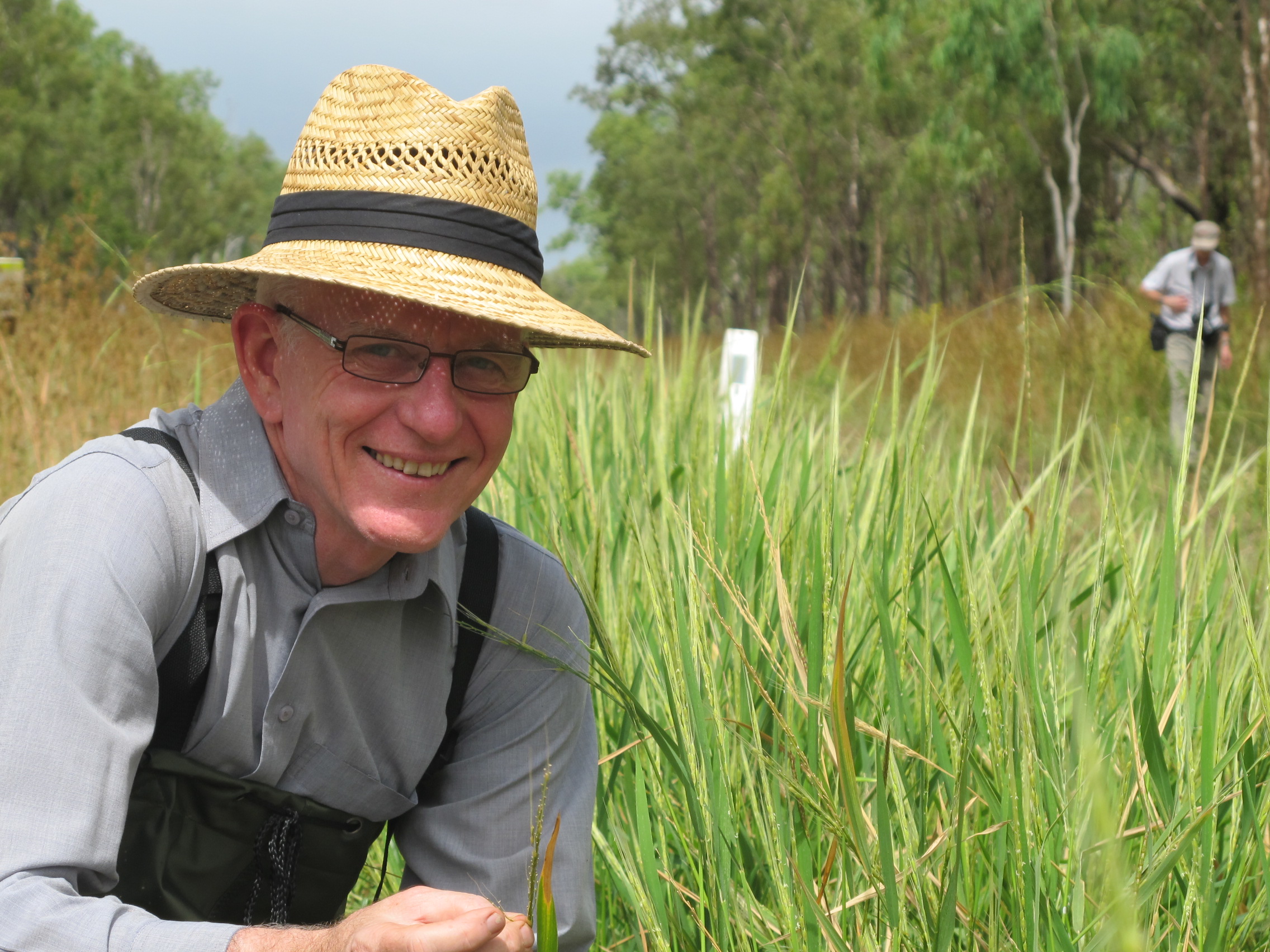 From northern billabongs a new future for rice UQ News The University of Queensland, Australia